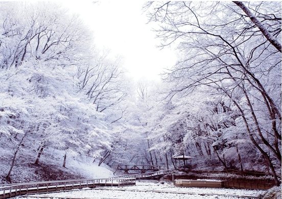 雪の中の野山北公園の写真