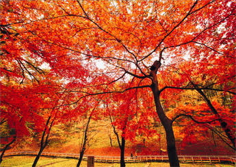 画面一杯に撮られた真っ赤に紅葉した木の写真