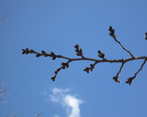 桜のつぼみ写真
