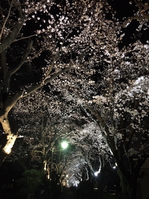 桜並木ライトアップ写真1