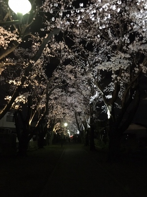 桜並木ライトアップ2