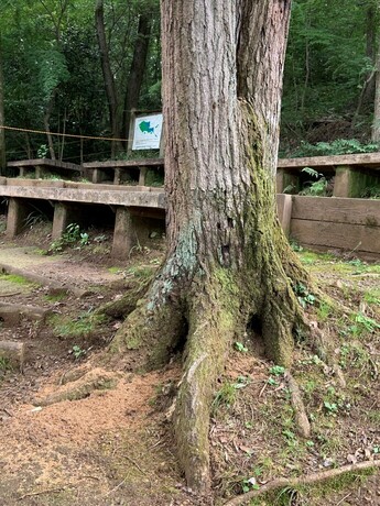 野山北公園の被害樹木