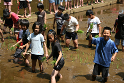 子供たちの田植えの写真