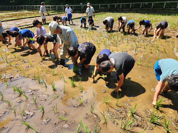 田植えをする小学生の写真