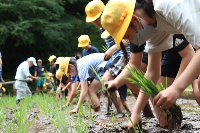 田植えをする小学生の写真