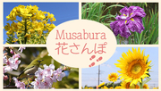 Musabura花さんぽ