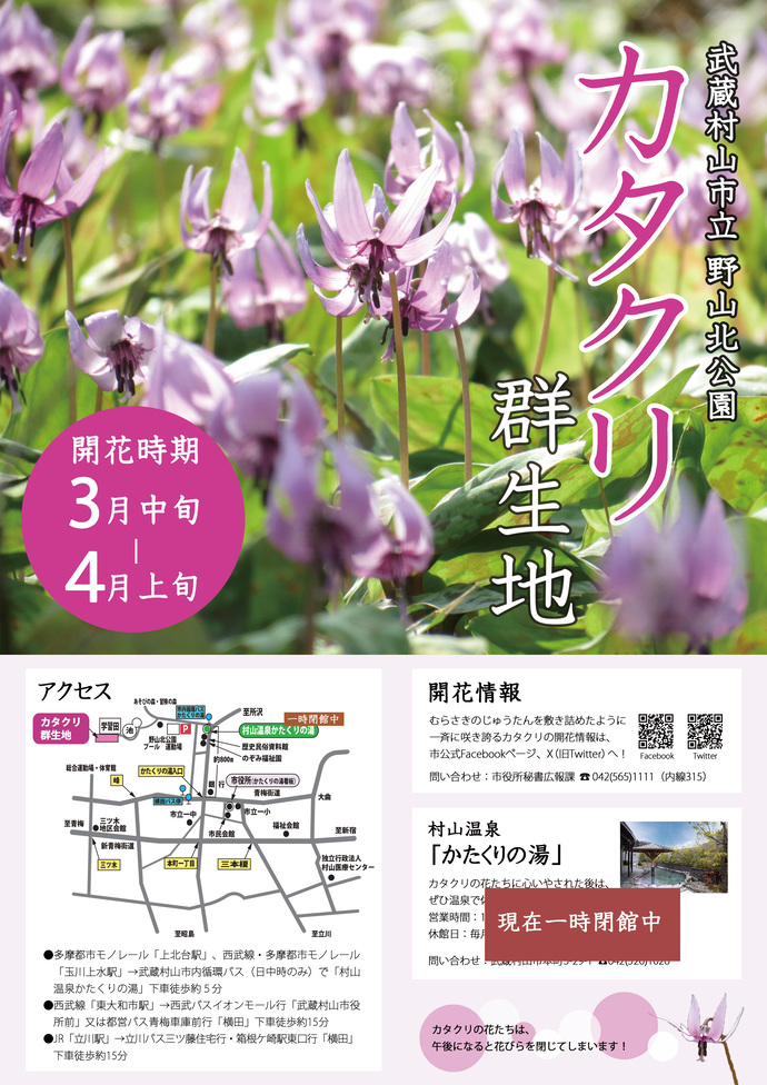 カタクリの花