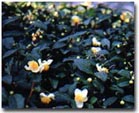 茶の花の写真