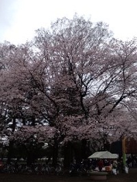 桜の木