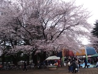 大きな桜の木