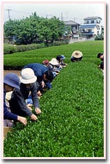 茶園