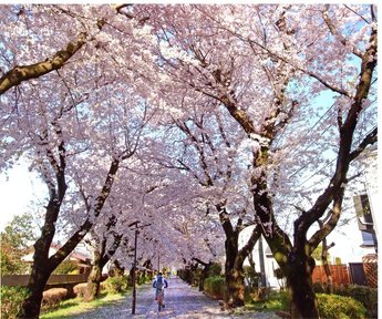 桜並木の道である自転車道の写真