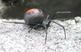 東京都環境局資料にあるセアカゴケグモ画像