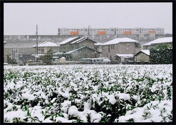 雪の中茶畑を走るモノレールの写真