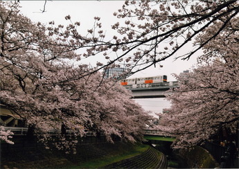 桜が満開の乞田川を走るモノレールの写真