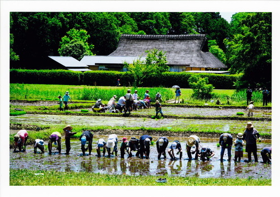 里山民家裏の田んぼでの田植え風景