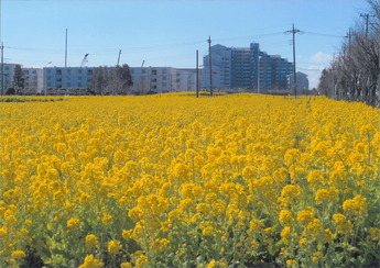 黄色いじゅうたんのように一面に広がる菜の花畑の写真