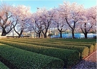 桜並木に寄り添う茶畑