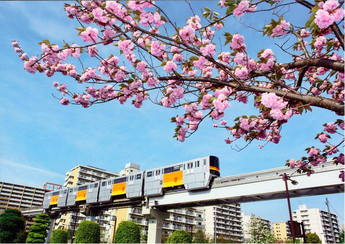 モノレールと八重桜を撮った写真