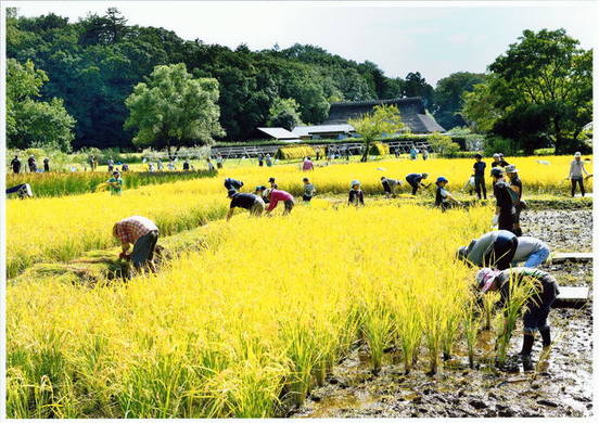 里山の岸たんぼの稲刈り風景