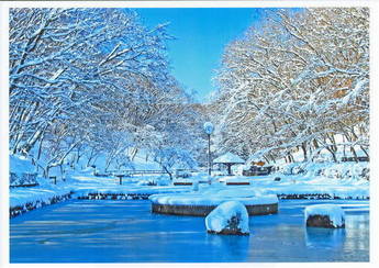 早朝の野山北公園の雪景色の写真