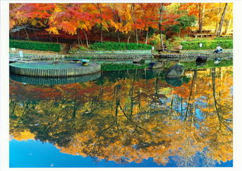 野山北公園の池に映り込む紅葉の写真