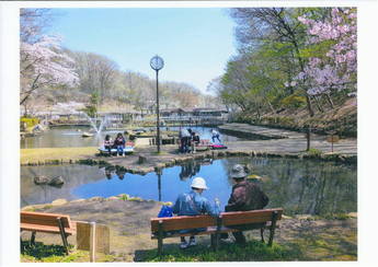 野山北公園の池に桜が舞っている写真