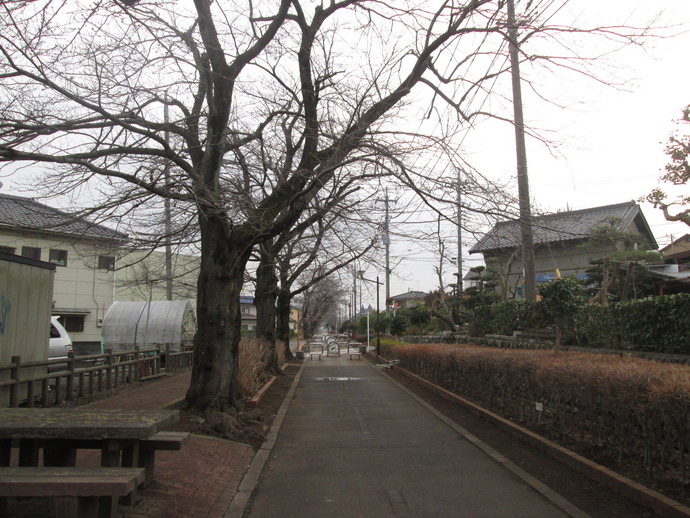 桜並木の写真