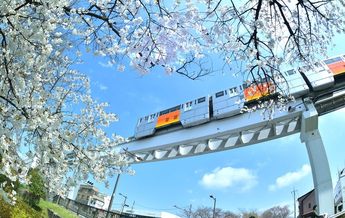 満開の桜の上を行くモノレール