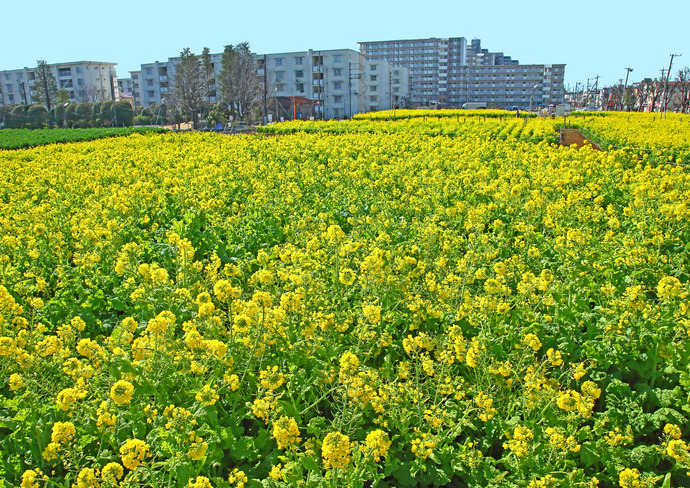 一面見事に咲く菜の花の香りが漂っており、癒される感じがした。