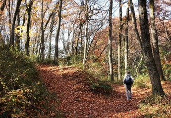 狭山丘陵の静かな晩秋の道です。散策する人の踏みしめる、落ち葉の音だけが聞こえてきました。
