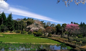 菖蒲園