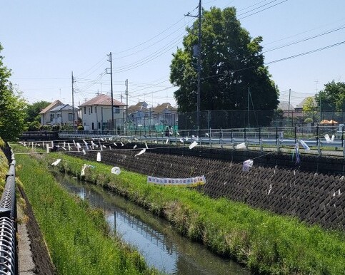 残堀川の上を泳ぐ鯉のぼり