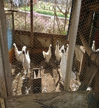 農園で飼育している烏骨鶏の写真