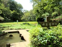 水生植物池の写真