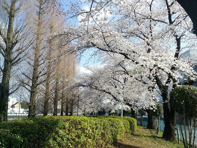 伊奈平緑地広場の写真