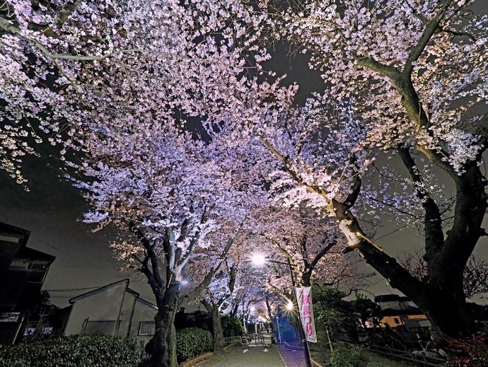 写真：優秀賞「感動の夜桜」関谷江美子様