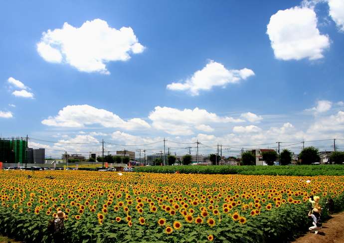 写真：優秀賞「おしまれての夏」内野敏昭様