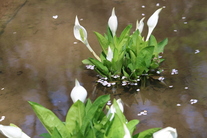 水芭蕉の花の写真