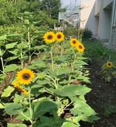 ひまわりの写真