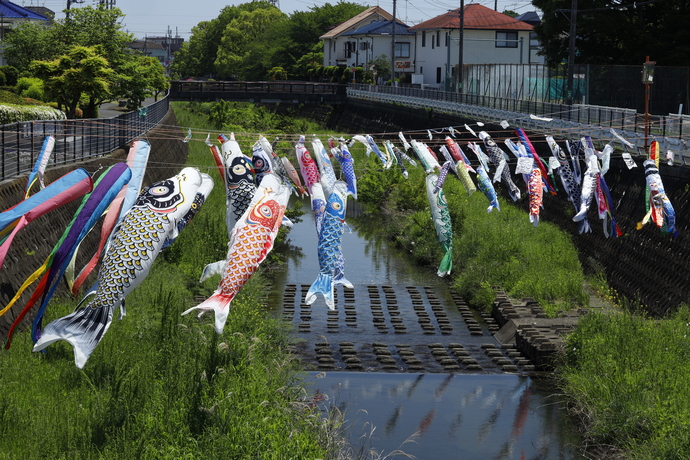 「残堀川で泳ぐ鯉」