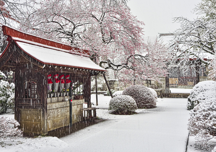 「初雪舞う参道」