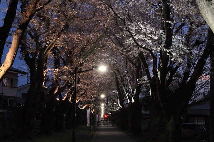 「夜の散歩道」