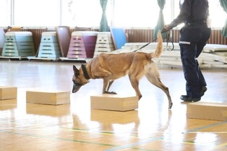 麻薬探知犬が薬物の入った箱を探している様子
