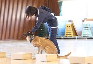 麻薬探知犬が薬物の入った箱を見つけてお座りしている様子