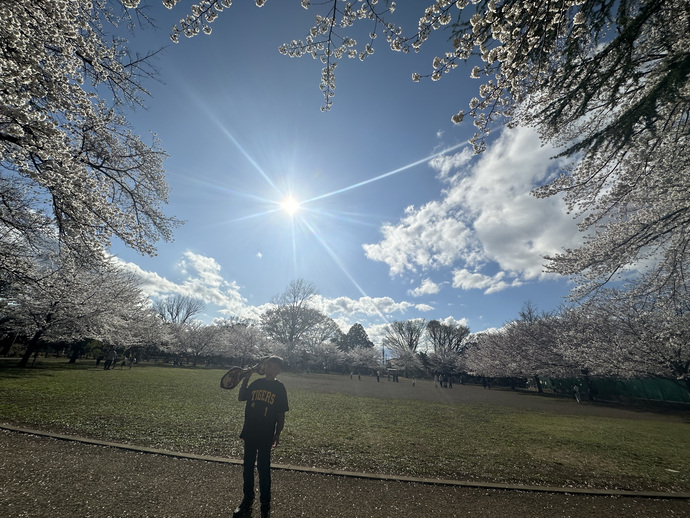 「大南の桜」