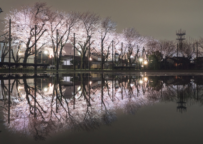 「雨上がりの夜桜」