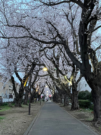 野山北公園自転車道