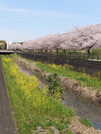 残堀川の桜並木