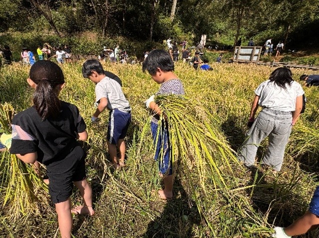 稲刈りをする八小の5年生